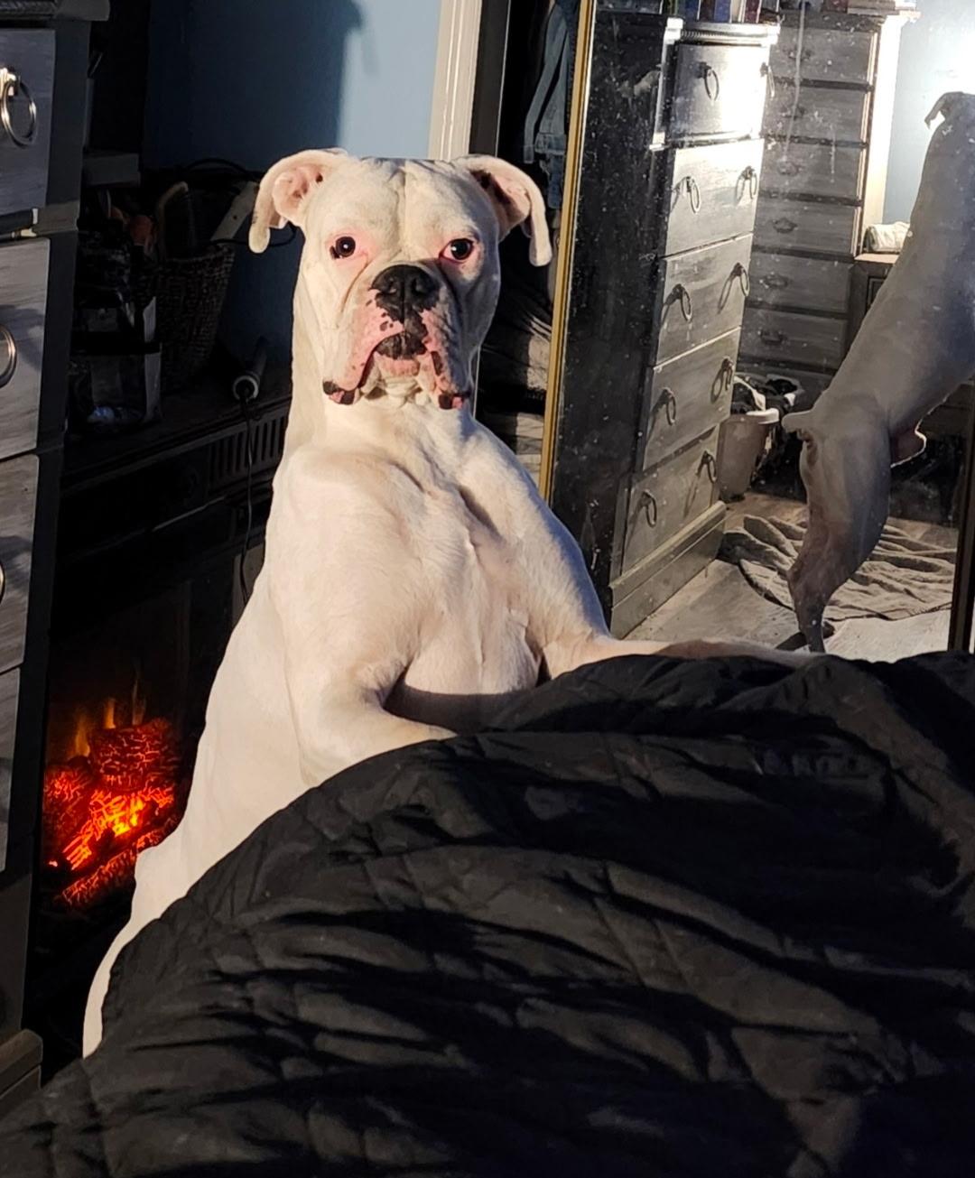 Enlarge Milo (CP), a ADOPTABLE Boxer in Clinton, IL image 1/4