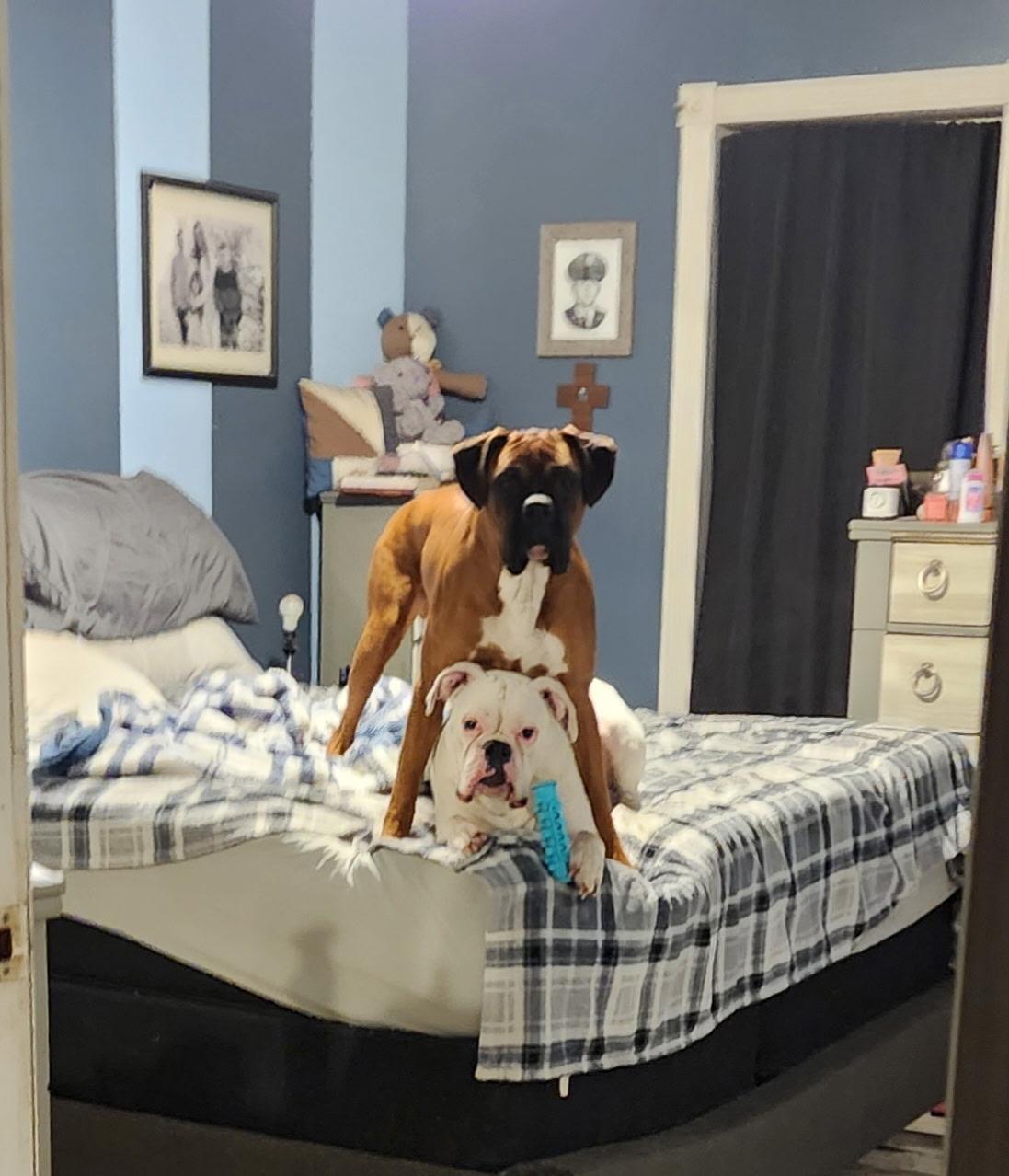 Enlarge Milo (CP), a ADOPTABLE Boxer in Clinton, IL image 2/4