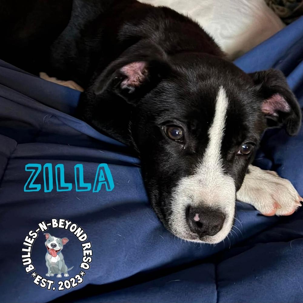 Enlarge Zilla, a Adoptable mixed breed in Omaha, NE image 1/1
