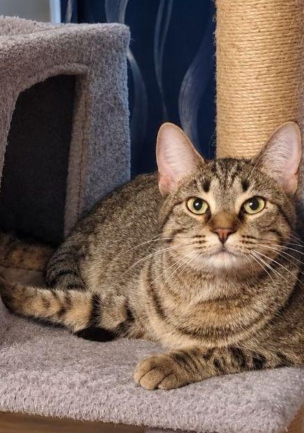 Enlarge Mo, a Adoptable Domestic Short Hair in Gorham, ME image 1/1