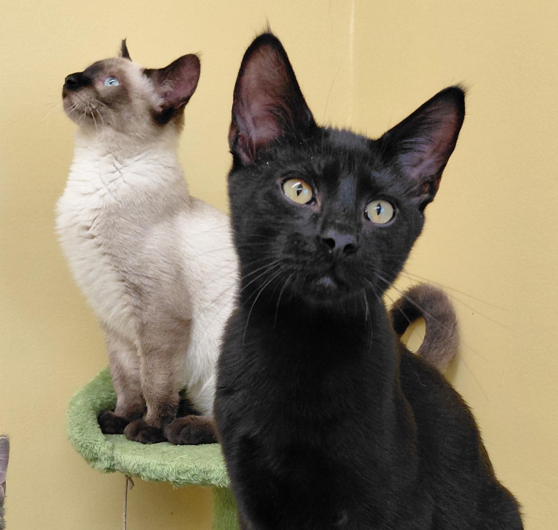 Enlarge KitKat, a Adoptable Domestic Short Hair in Eugene, OR image 4/4