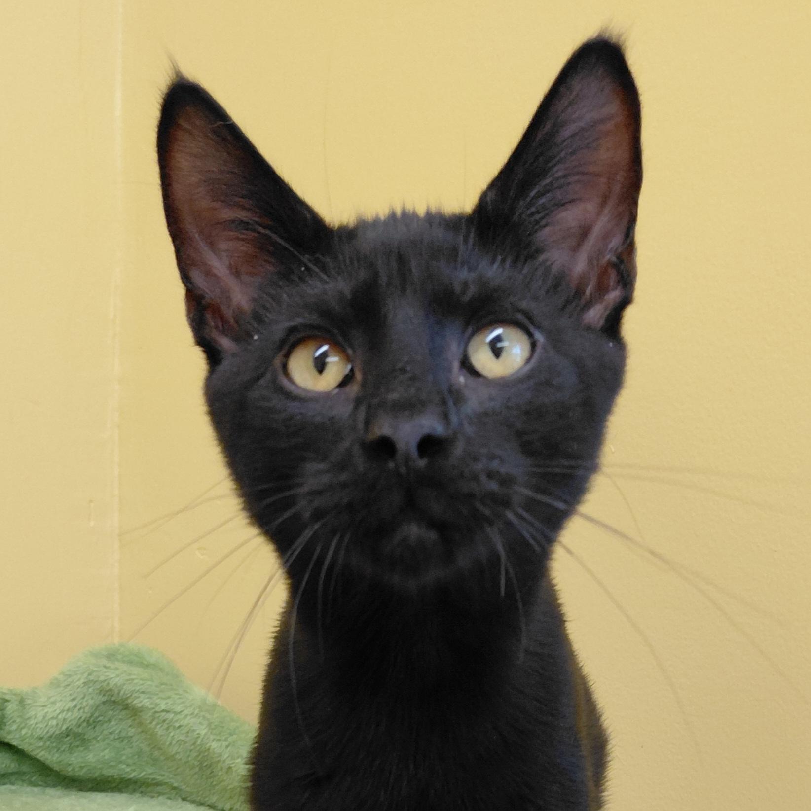KitKat, Adoptable, Kitten Male Domestic Short Hair.