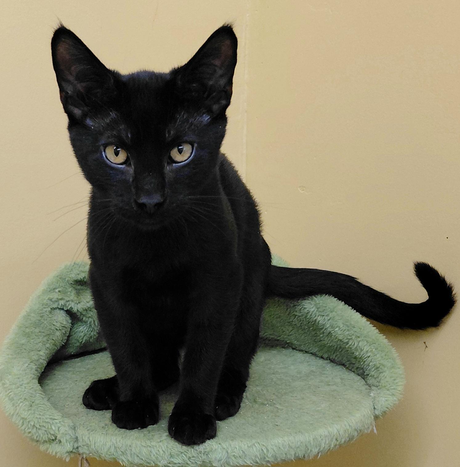 Enlarge KitKat, a Adoptable Domestic Short Hair in Eugene, OR image 3/4