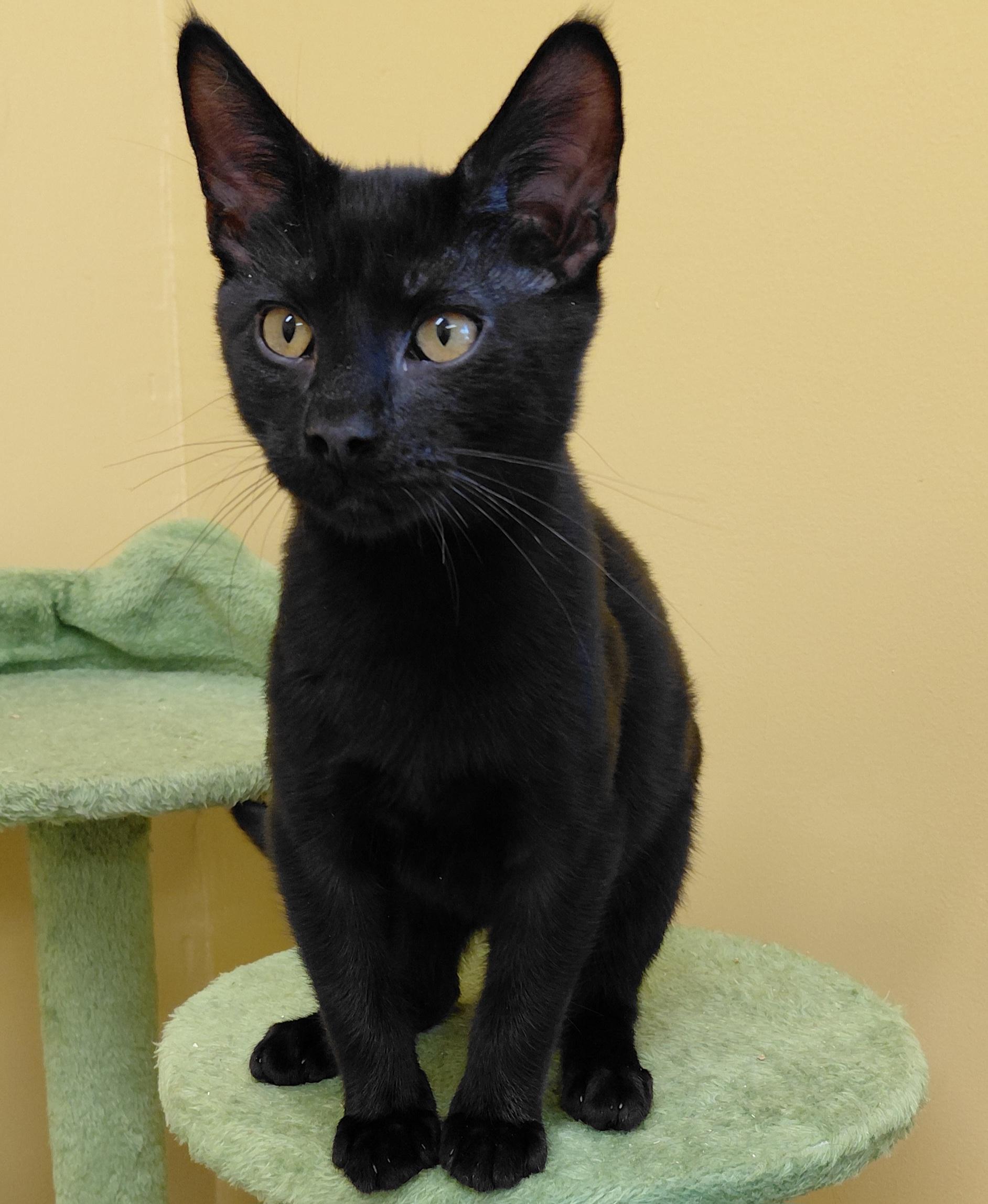 Enlarge KitKat, a Adoptable Domestic Short Hair in Eugene, OR image 2/4