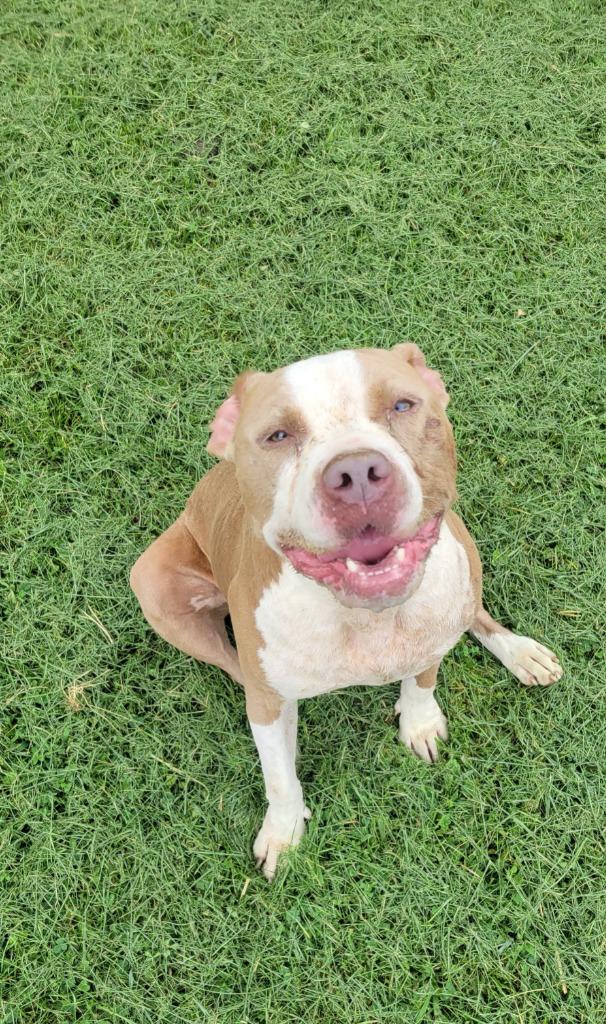Enlarge Cali, a Adoptable Pit Bull Terrier in Greencastle, IN image 1/6