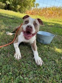 Cali, Adoptable, Adult Female Pit Bull Terrier.