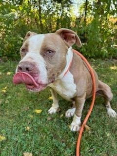 Cali, Adoptable, Adult Female Pit Bull Terrier.