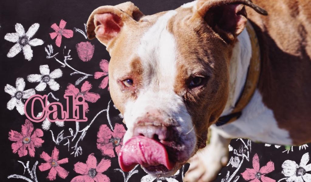 Cali, a Adoptable Pit Bull Terrier in Greencastle, IN image 3/6