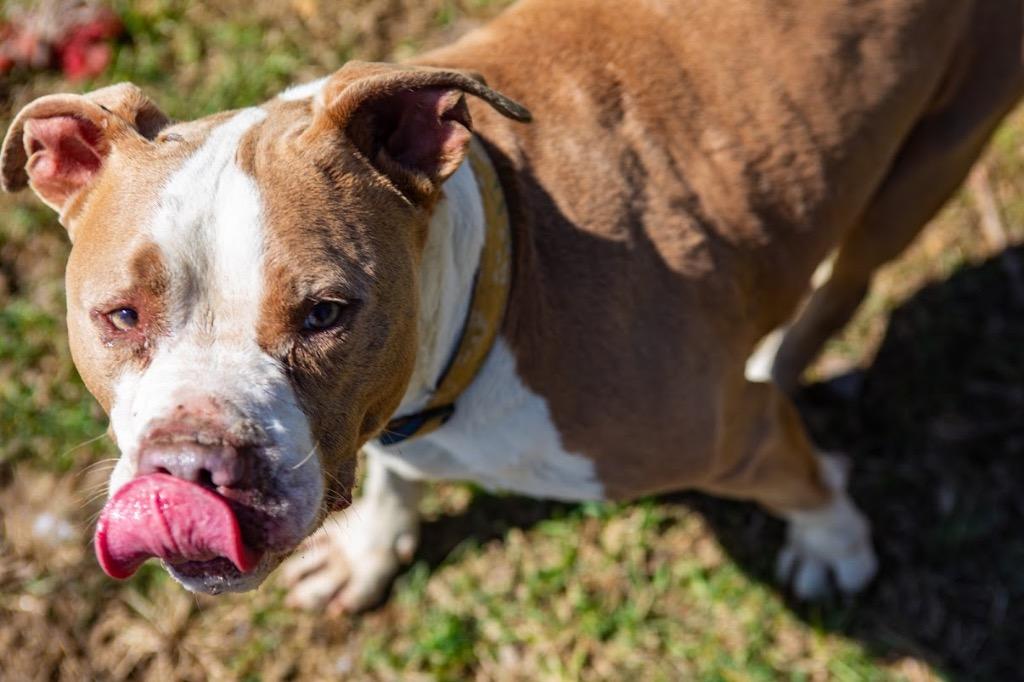 Cali, a Adoptable Pit Bull Terrier in Greencastle, IN image 4/6