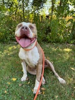 Cali, a Adoptable Pit Bull Terrier in Greencastle, IN image 6/6