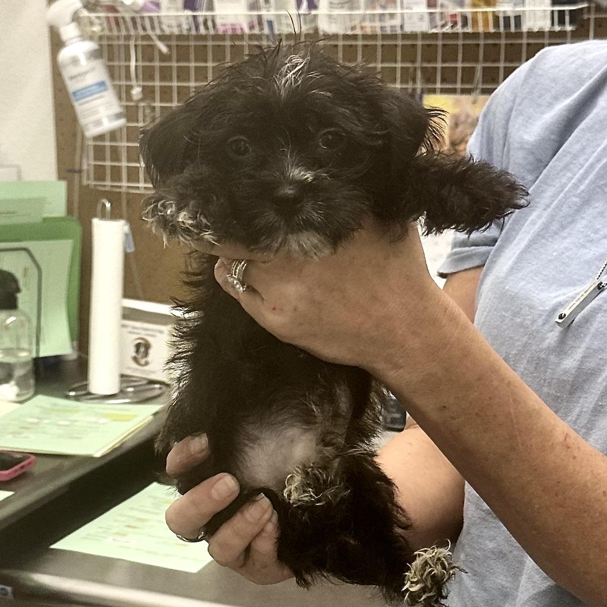 Enlarge Baby Walter, a Adoptable mixed breed in Niagara Falls, NY image 6/6
