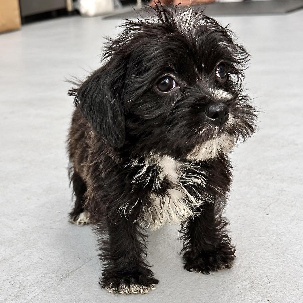 Enlarge Baby Walter, a Adoptable mixed breed in Niagara Falls, NY image 4/6
