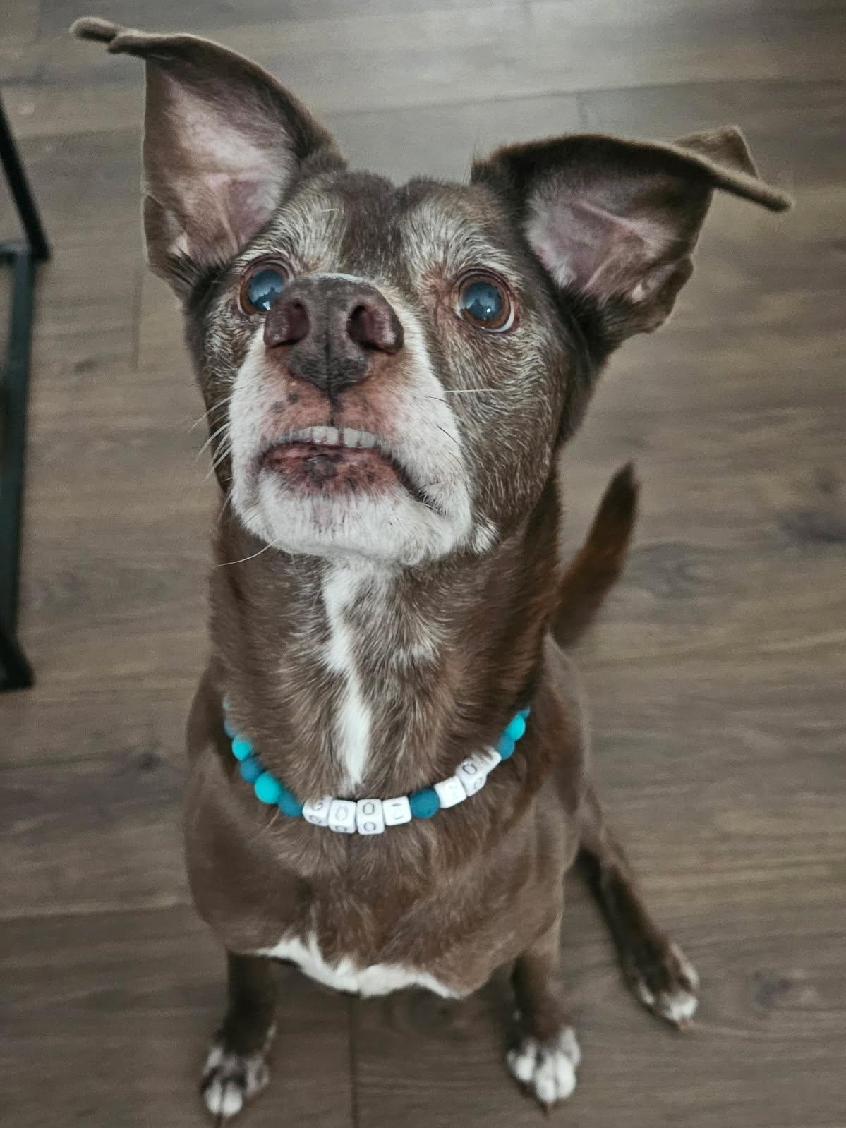 Enlarge Ranger, a ADOPTABLE Mixed Breed in Rochester , NY image 4/6