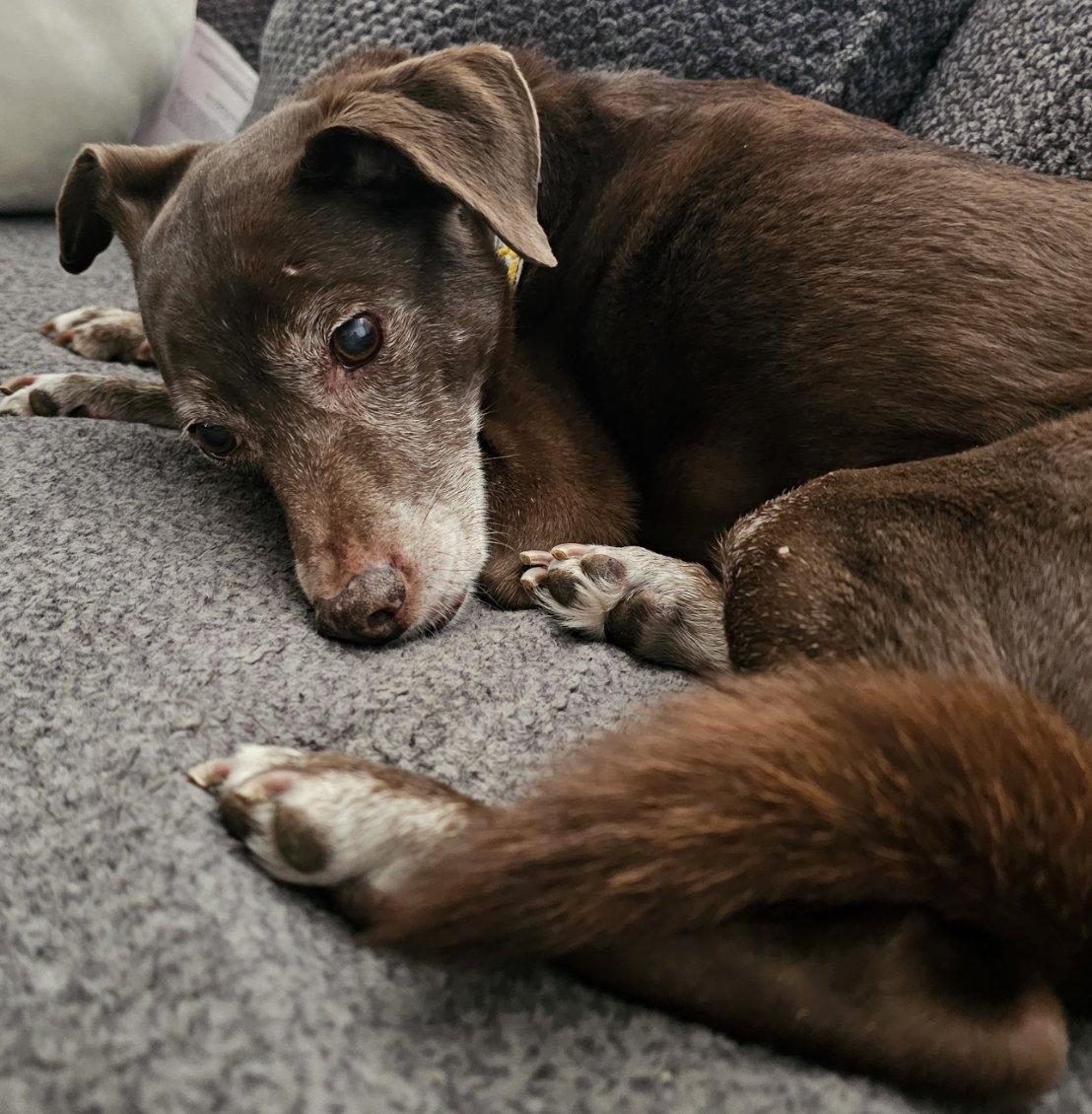 Enlarge Ranger, a ADOPTABLE Mixed Breed in Rochester , NY image 3/6