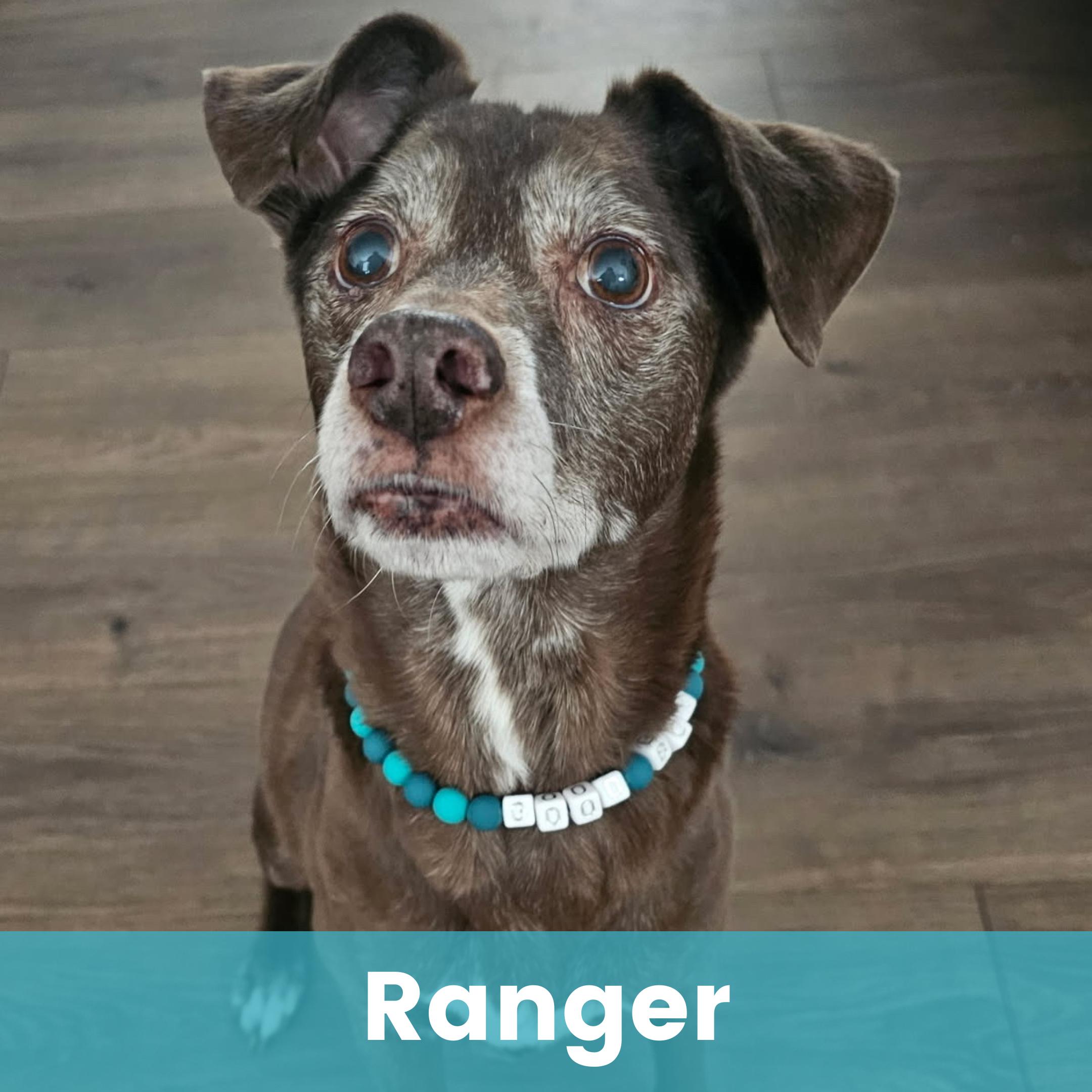 Ranger, ADOPTABLE, Senior Male Mixed Breed.