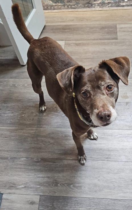 Enlarge Ranger, a ADOPTABLE Mixed Breed in Rochester , NY image 2/6