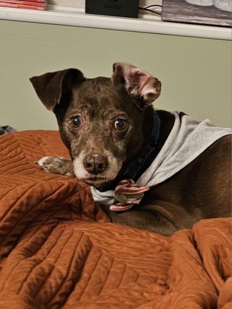 Enlarge Ranger, a ADOPTABLE Mixed Breed in Rochester , NY image 5/6