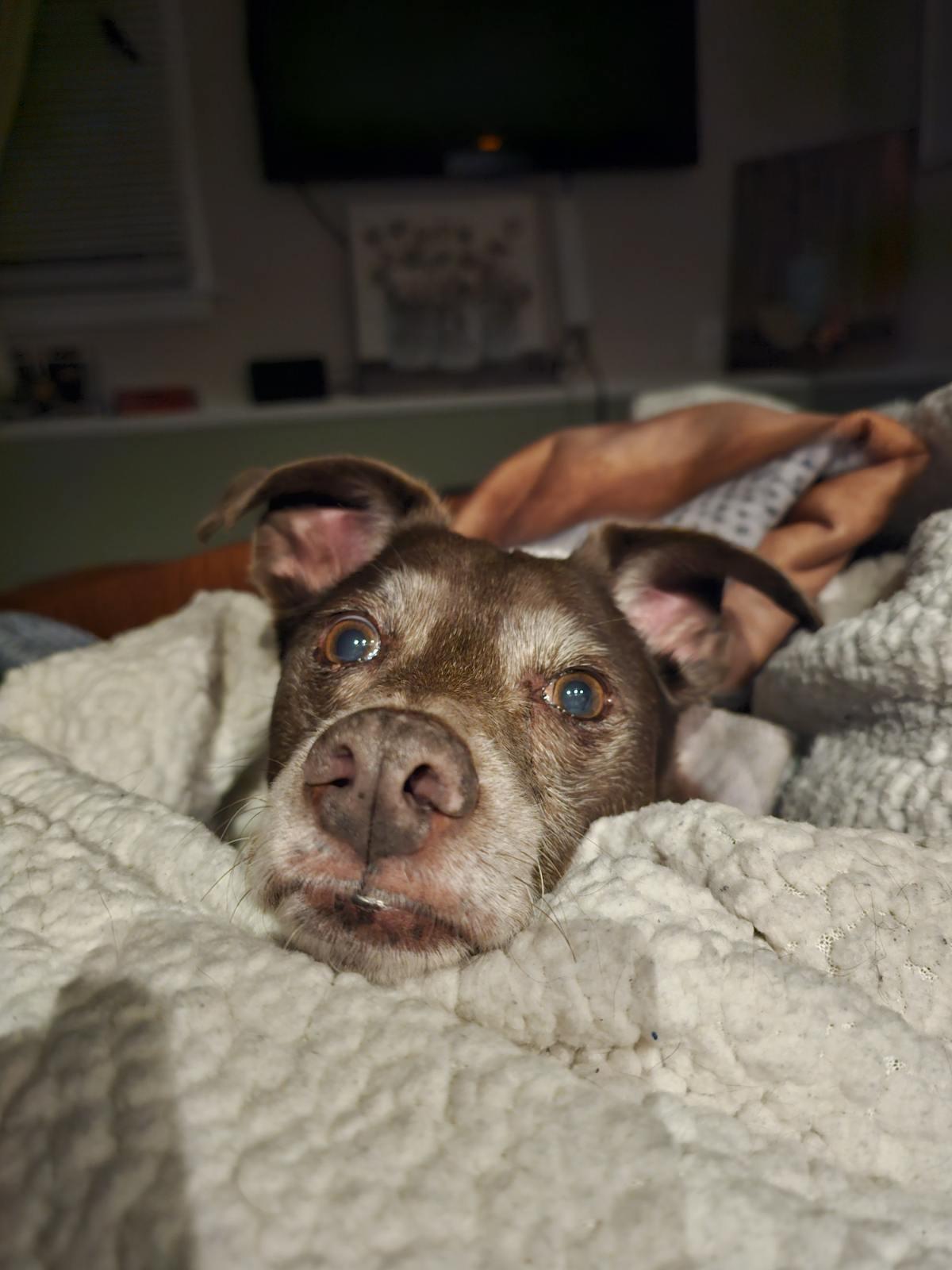 Enlarge Ranger, a ADOPTABLE Mixed Breed in Rochester , NY image 6/6