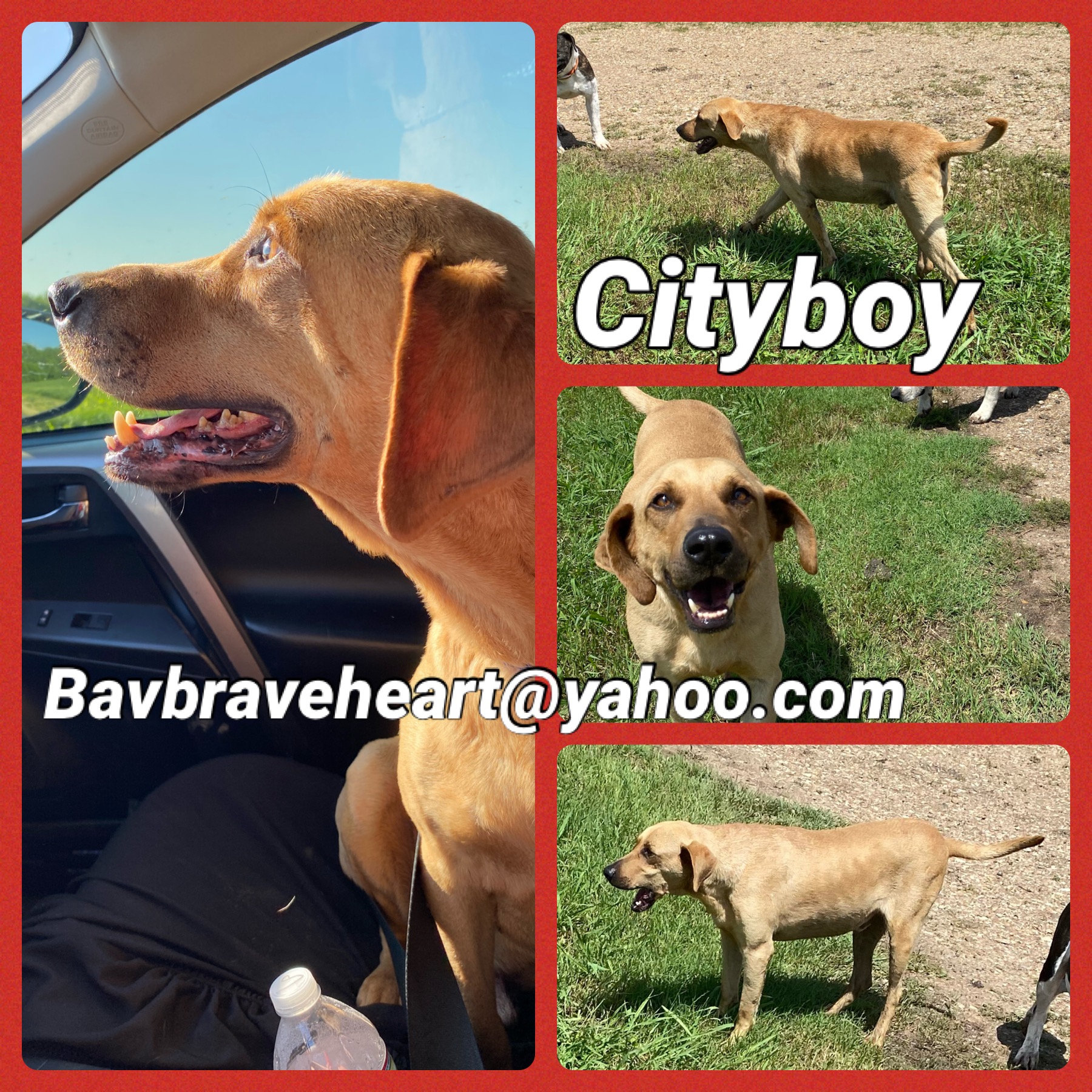 City Boy photo 3