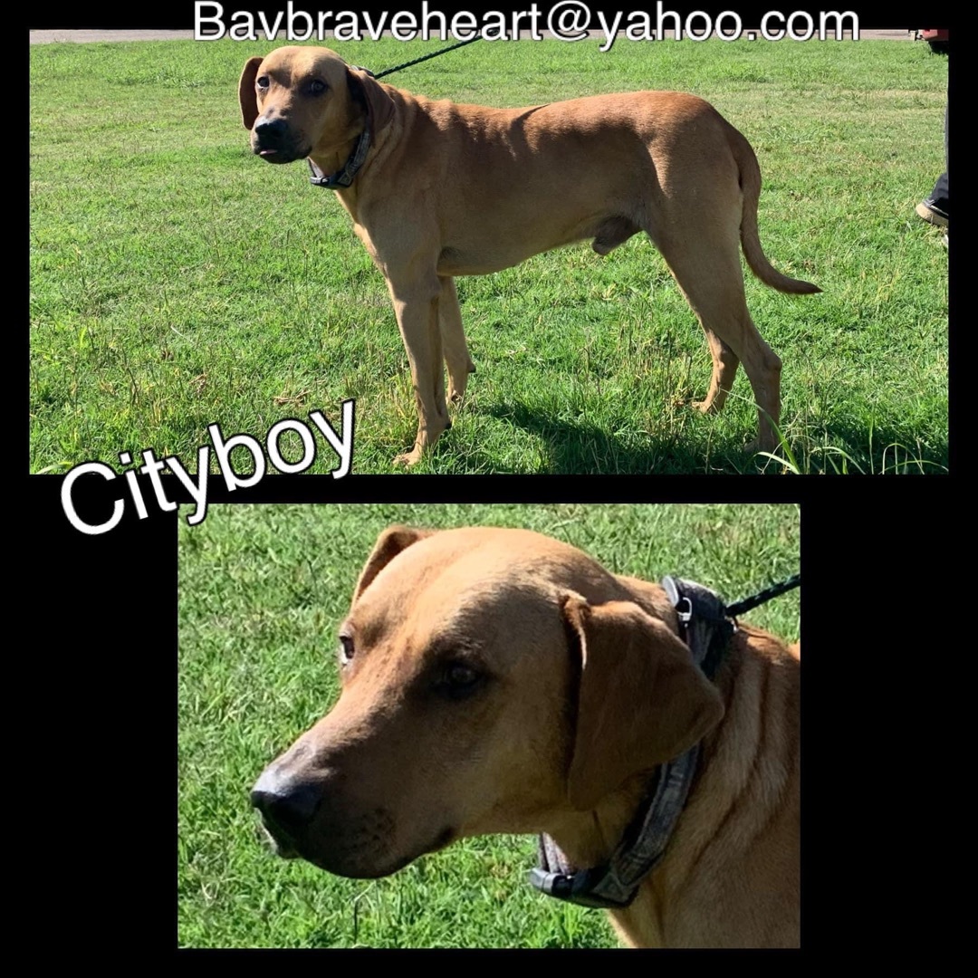 City Boy photo 2