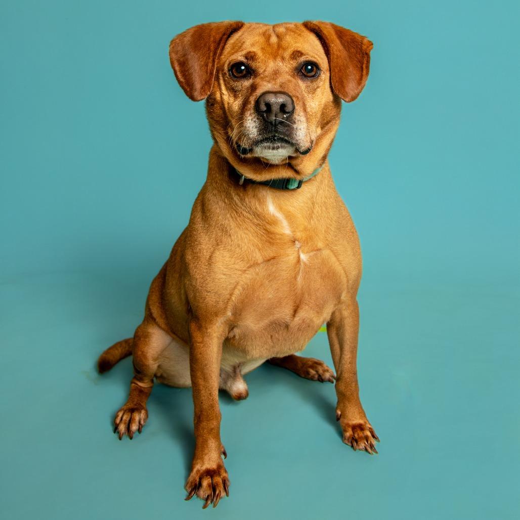 Toby, Adoptable, Adult Male Mixed Breed.