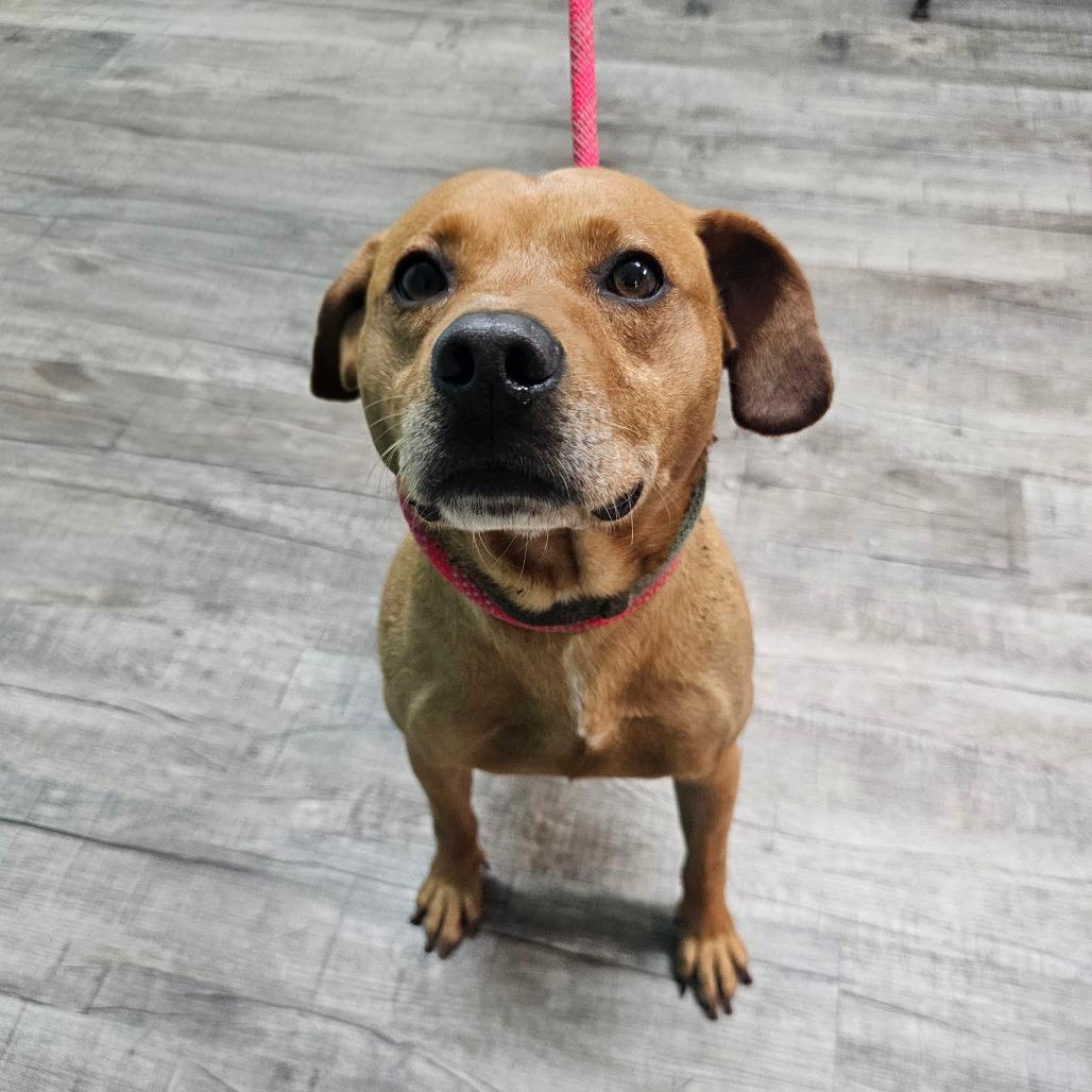 Toby, Adoptable, Adult Male Mixed Breed.