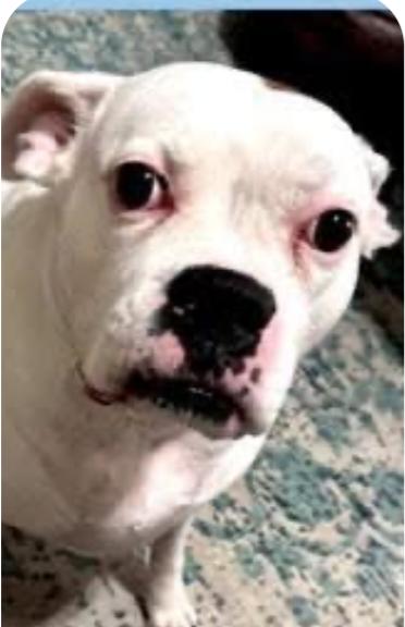 Cosmo, a Adoptable Boxer in Hewitt, TX image 1/5