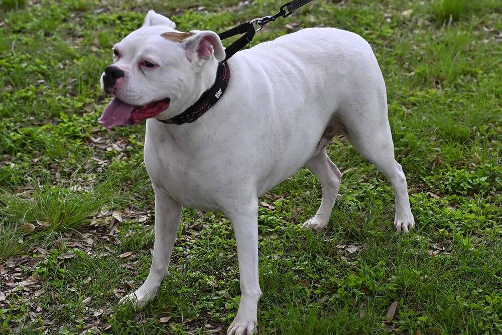 Cosmo, a Adoptable Boxer in Hewitt, TX image 2/5