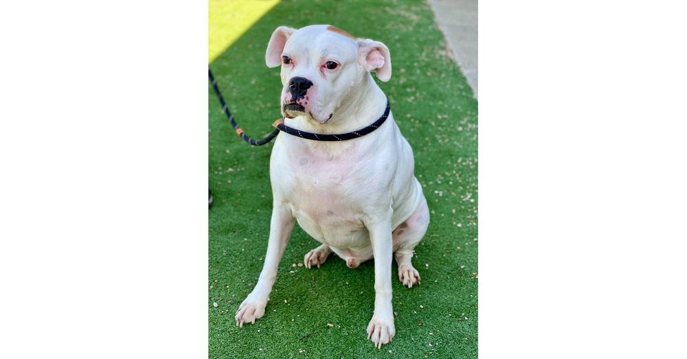 Cosmo, a Adoptable Boxer in Hewitt, TX image 4/5