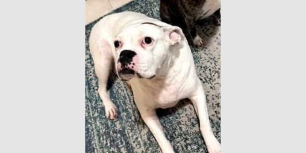 Cosmo, a Adoptable Boxer in Hewitt, TX image 5/5