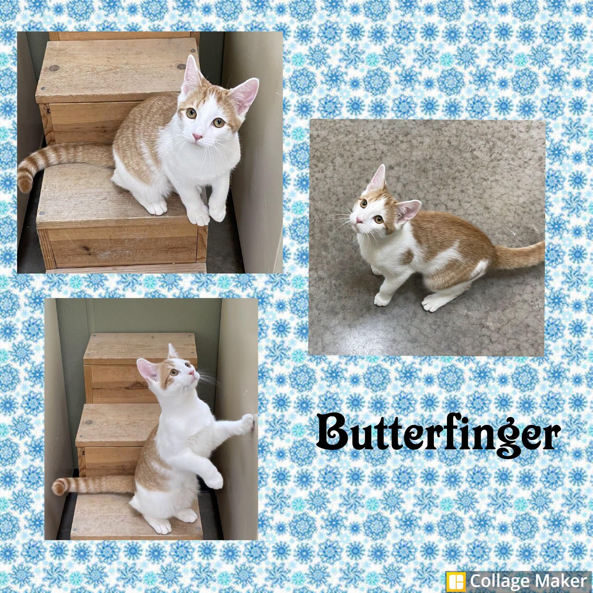 Enlarge Butter Finger, a Adoptable mixed breed in Clearfield, PA image 1/1