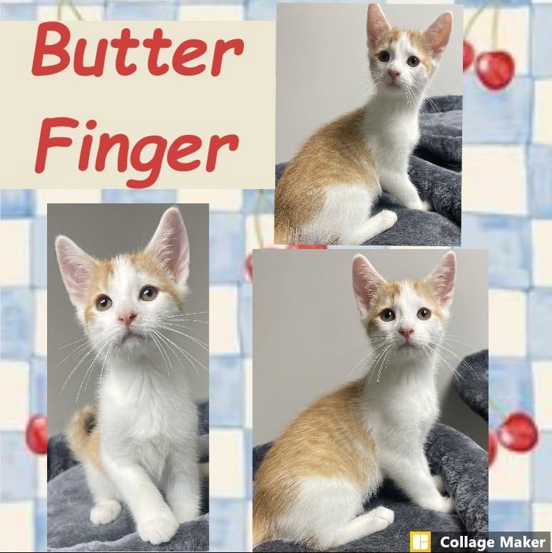 Butter Finger, ADOPTABLE, Young Male Domestic Short Hair.