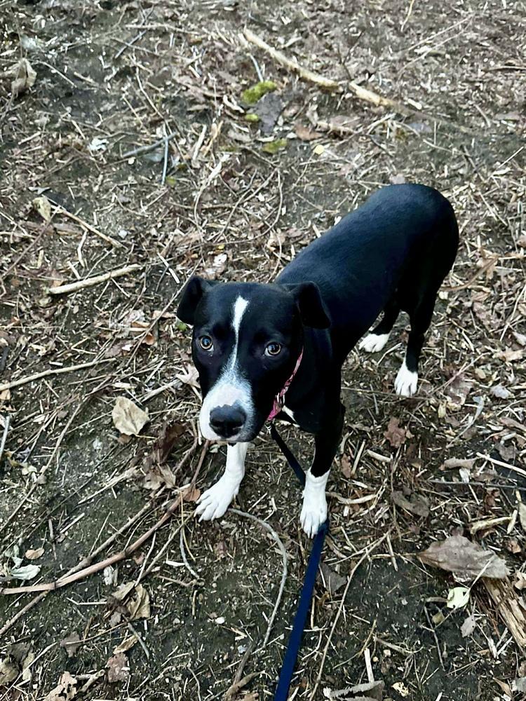Tini, Adoptable, Puppy Female Mixed Breed.