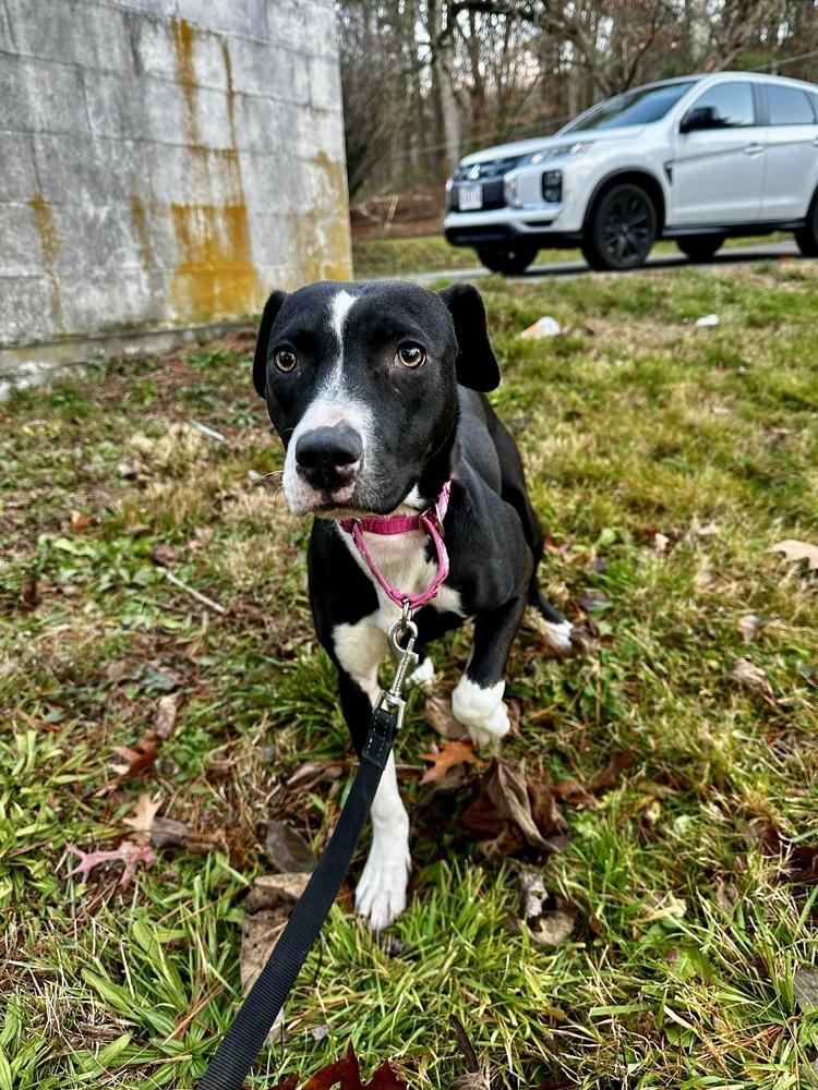 Tini, a Adoptable mixed breed in Valley Stream, NY image 2/6