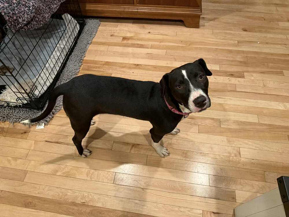 Tini, a Adoptable mixed breed in Valley Stream, NY image 3/6