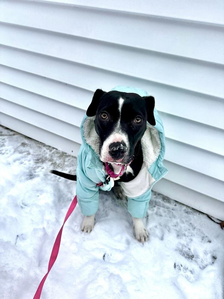 Enlarge Tini, a Adoptable mixed breed in Valley Stream, NY image 3/6