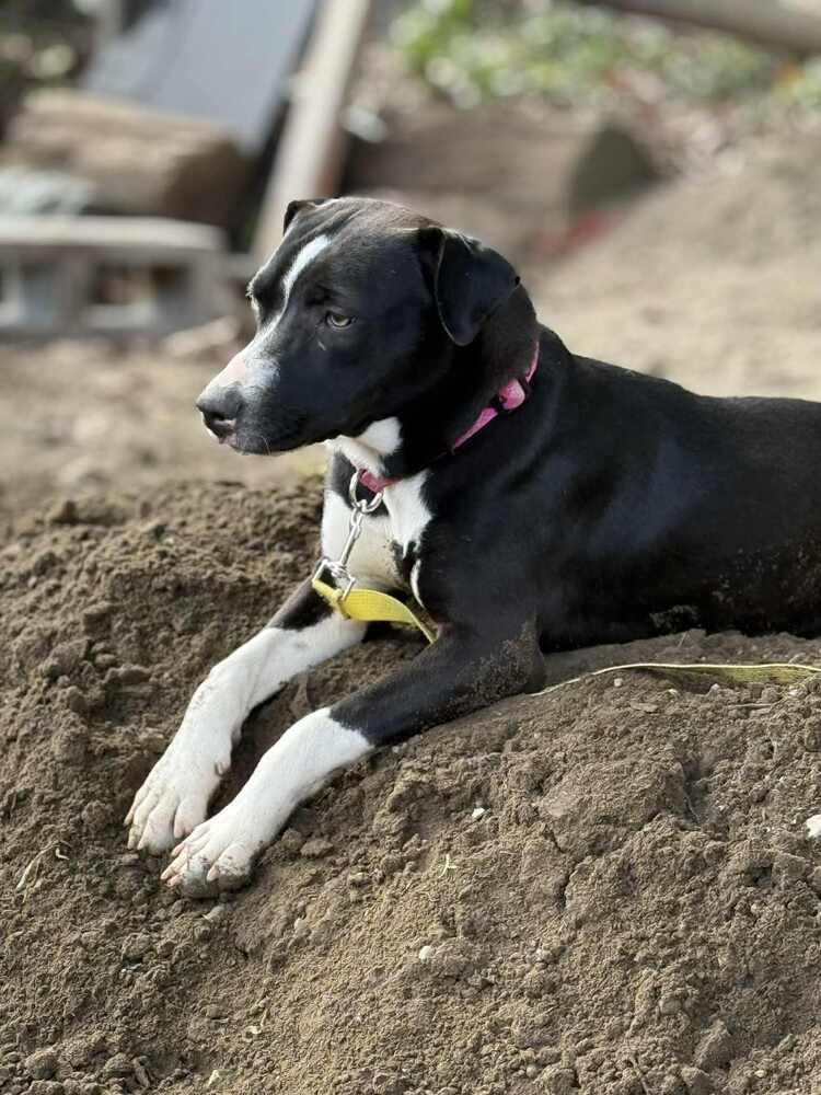 Tini, a Adoptable mixed breed in Valley Stream, NY image 4/6