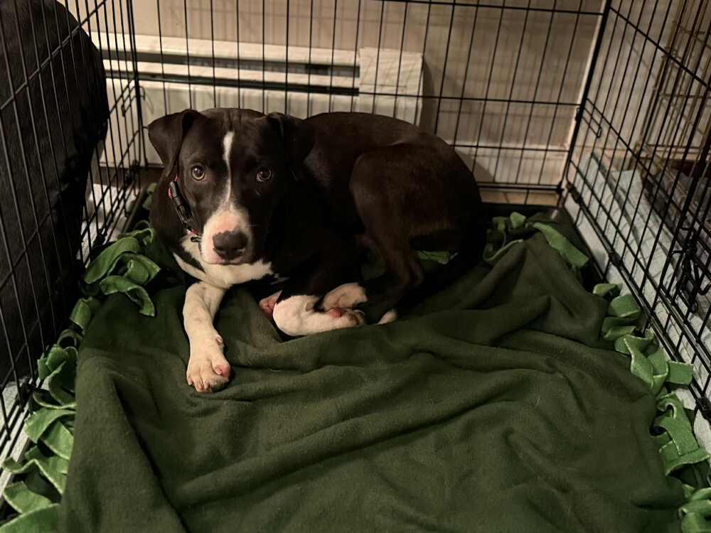 Tini, a Adoptable mixed breed in Valley Stream, NY image 6/6