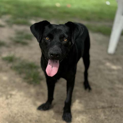 LILA, Adoptable, Adult Female Labrador Retriever.