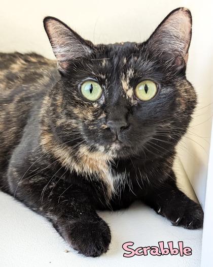 Scrabble, Adoptable, Adult Female Domestic Short Hair & Domestic Short Hair.