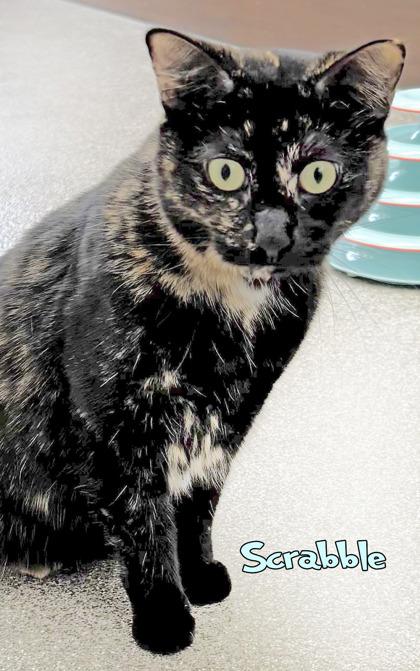 Enlarge Scrabble, a Adoptable mixed breed in Mason, MI image 2/2