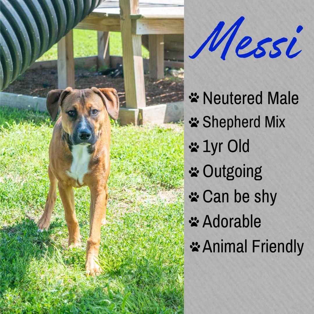 Messi, ADOPTABLE, Young Male Shepherd.