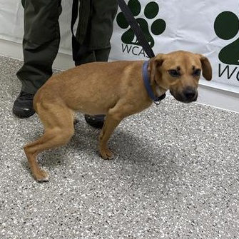 Pepper, ADOPTABLE, Young Female Black Mouth Cur.