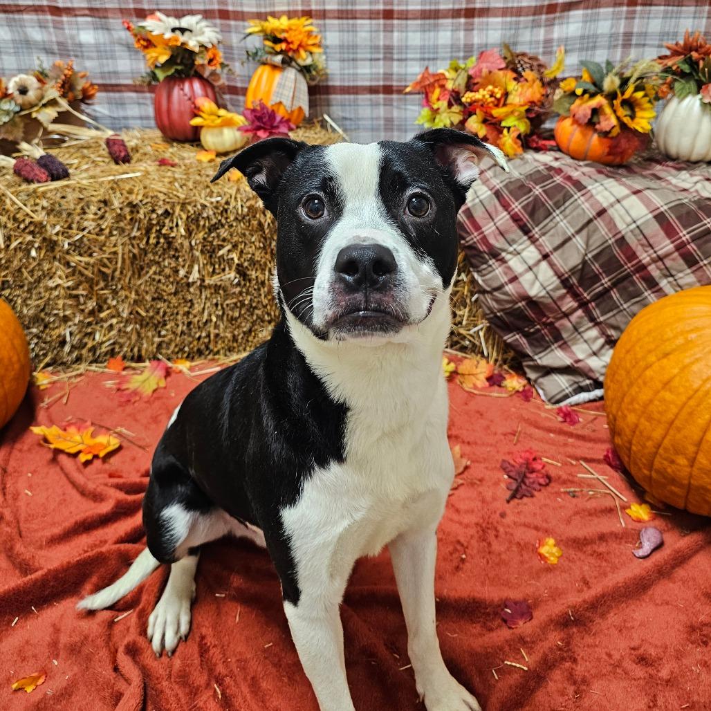 Logan, Adoptable, Adult Male Pit Bull Terrier.