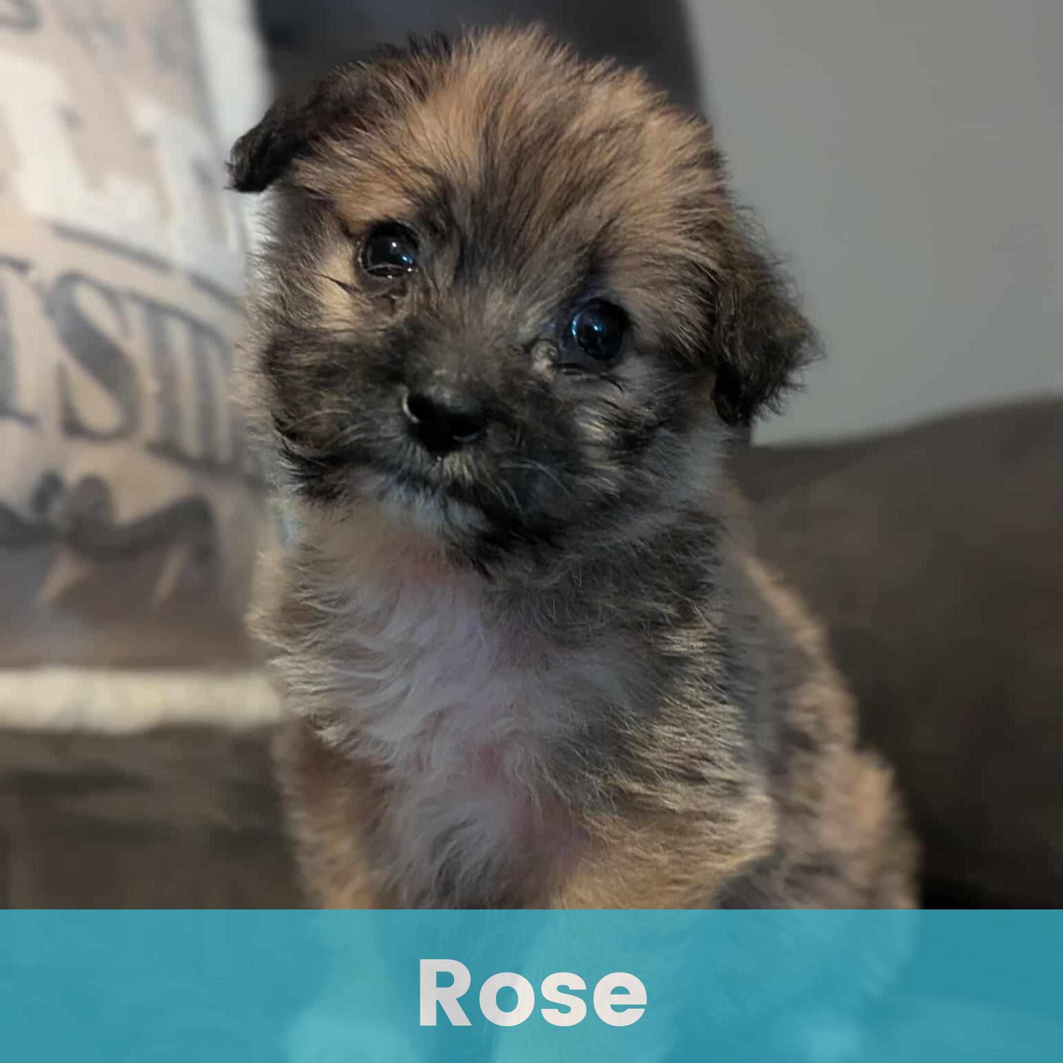 Rose, an adopted Mixed Breed in Rochester , NY image 1/6