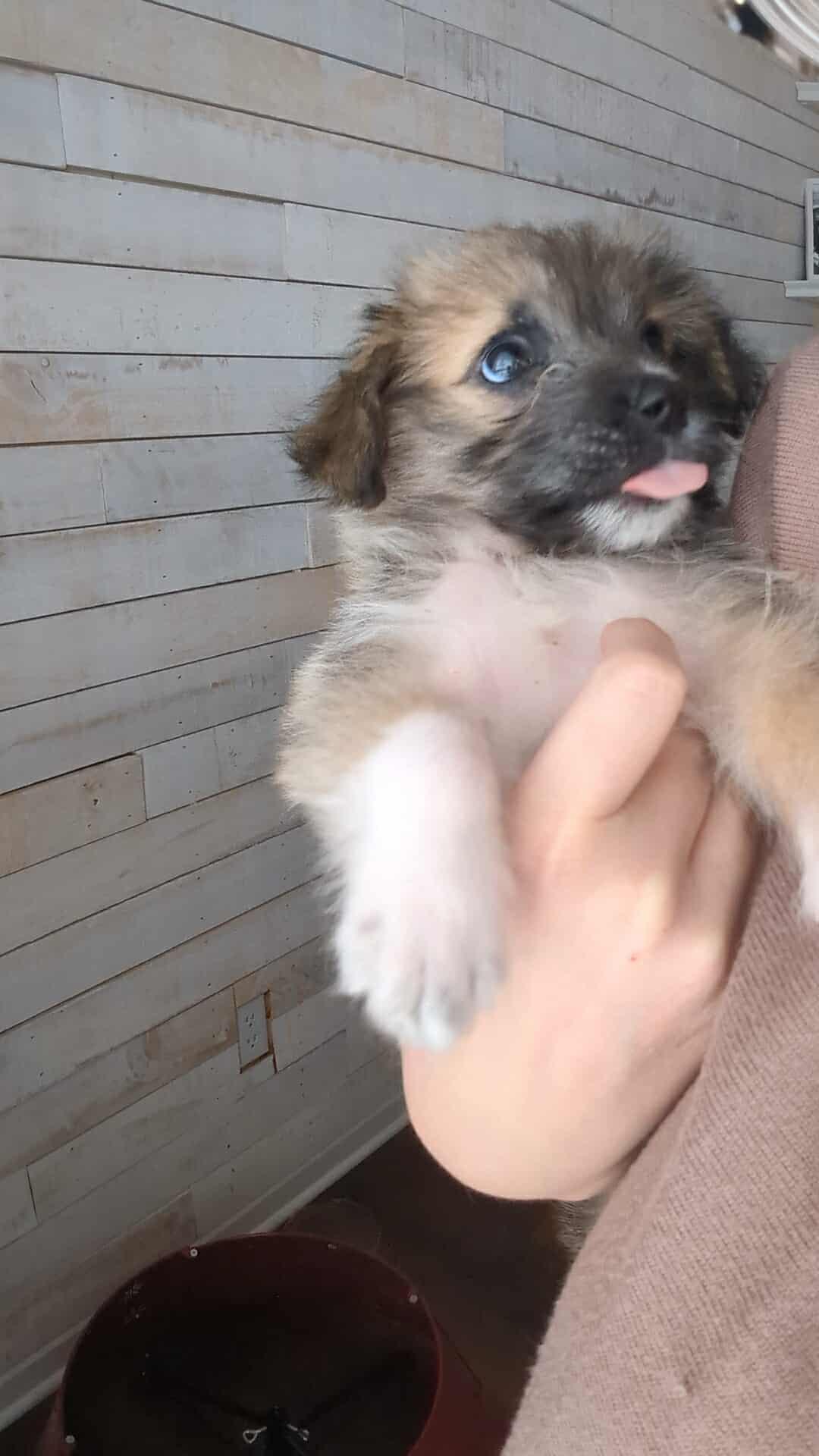 Rose, an adopted Mixed Breed in Rochester , NY image 4/6