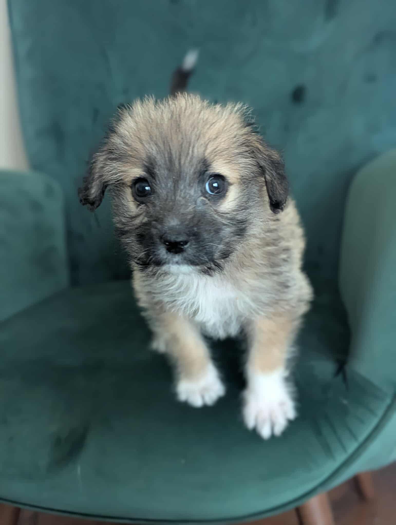 Rose, an adopted Mixed Breed in Rochester , NY image 5/6