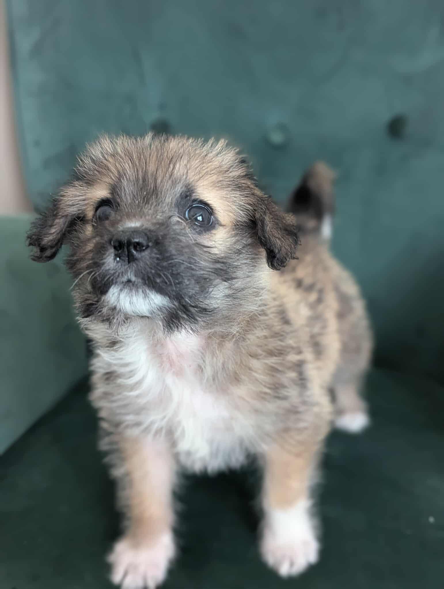 Rose, an adopted Mixed Breed in Rochester , NY image 6/6