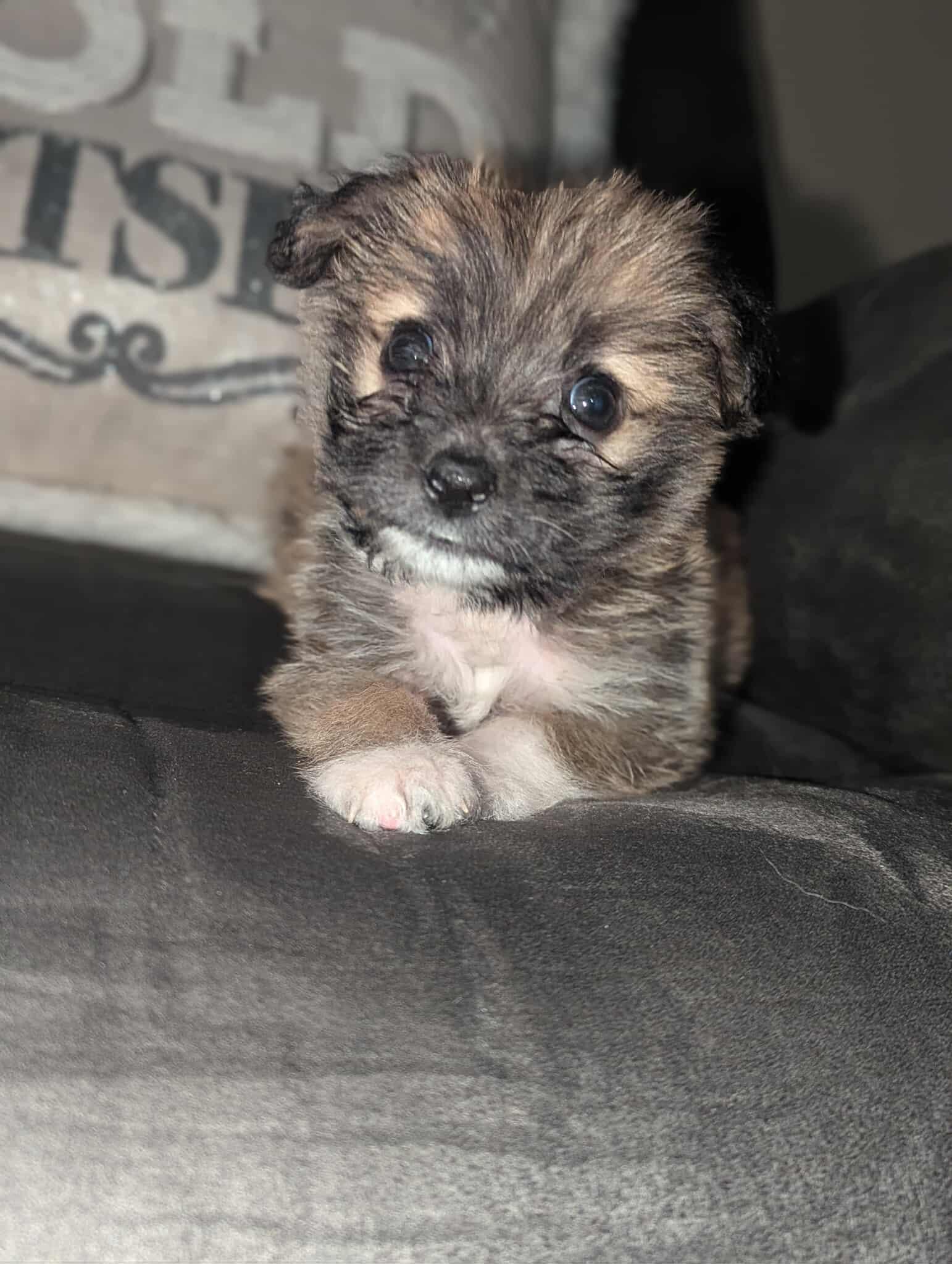 Rose, an adopted Mixed Breed in Rochester , NY image 2/6