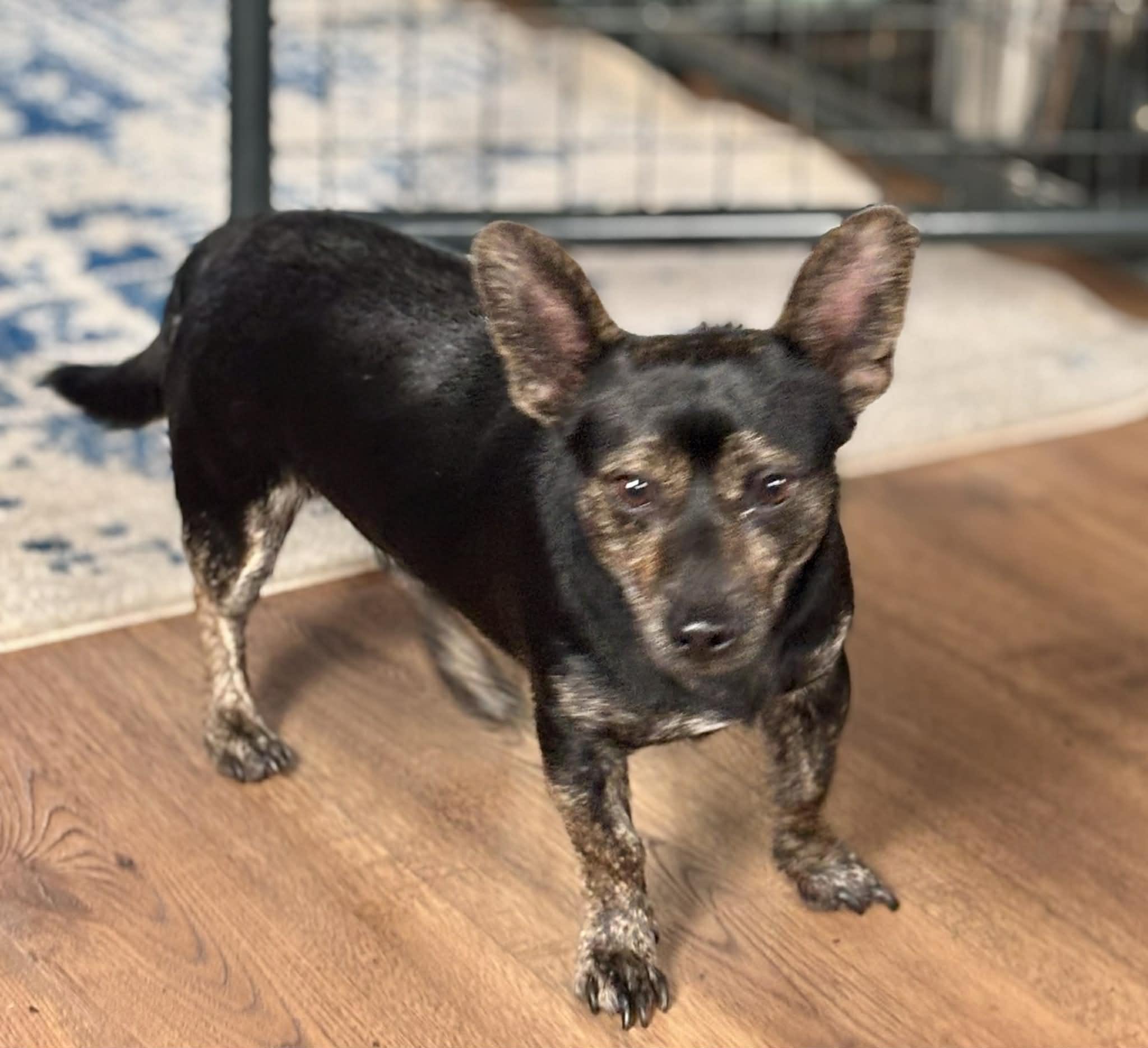 Nalu, ADOPTABLE, Adult Male Chiweenie & Rat Terrier.